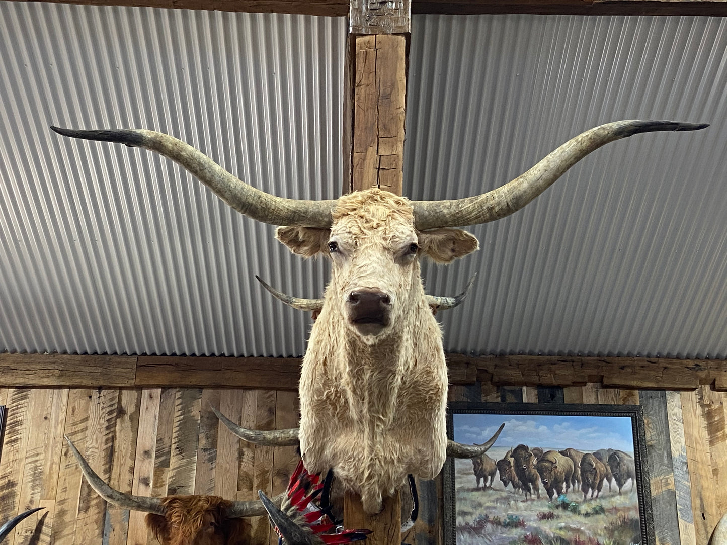*SOLD*CREAM LONGHORN MOUNT