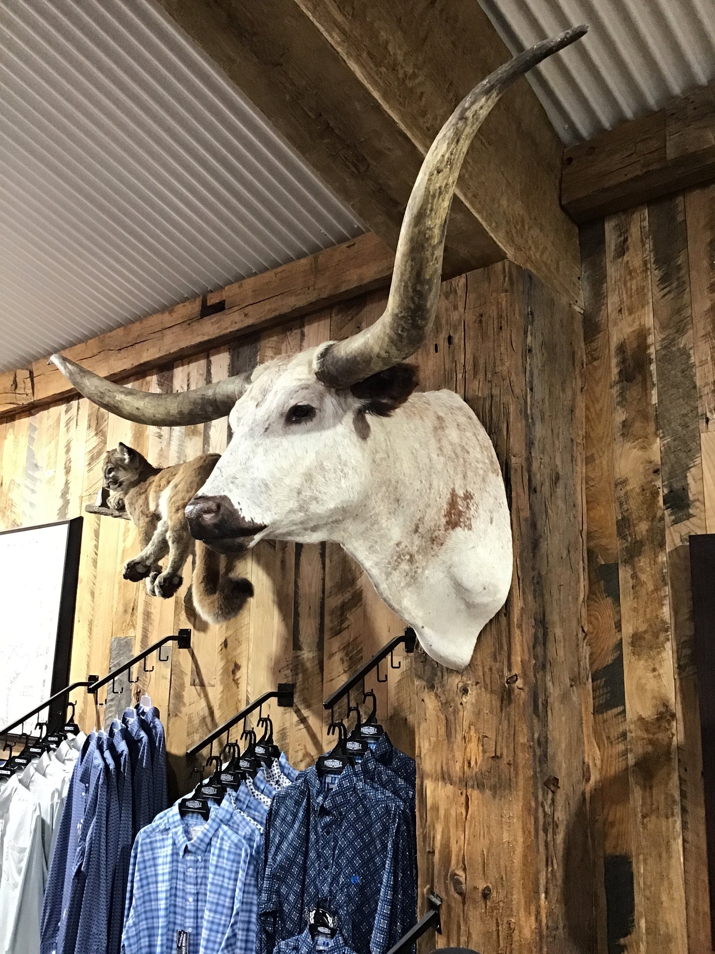 *SOLD* WHITE LONGHORN MOUNT WITH BROWN