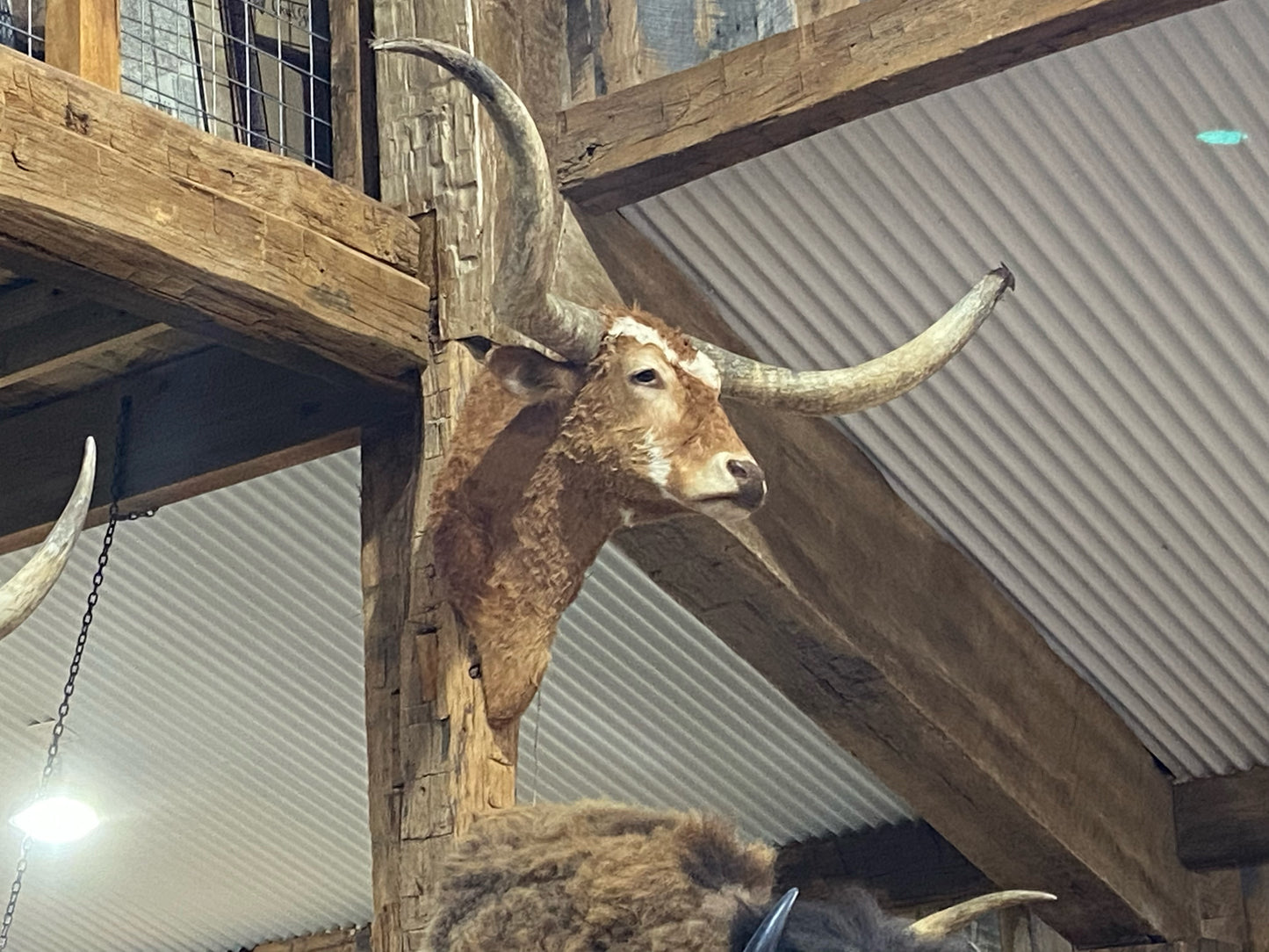 SOLD-RED LONGHORN MOUNT WITH LITTLE WHITE