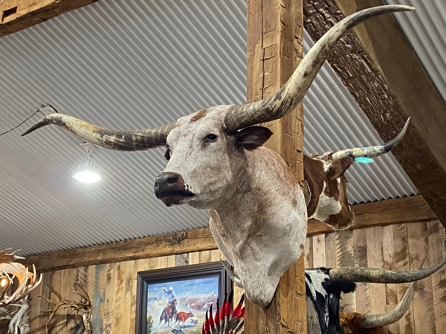 *SOLD*White with light orange longhorn mount
