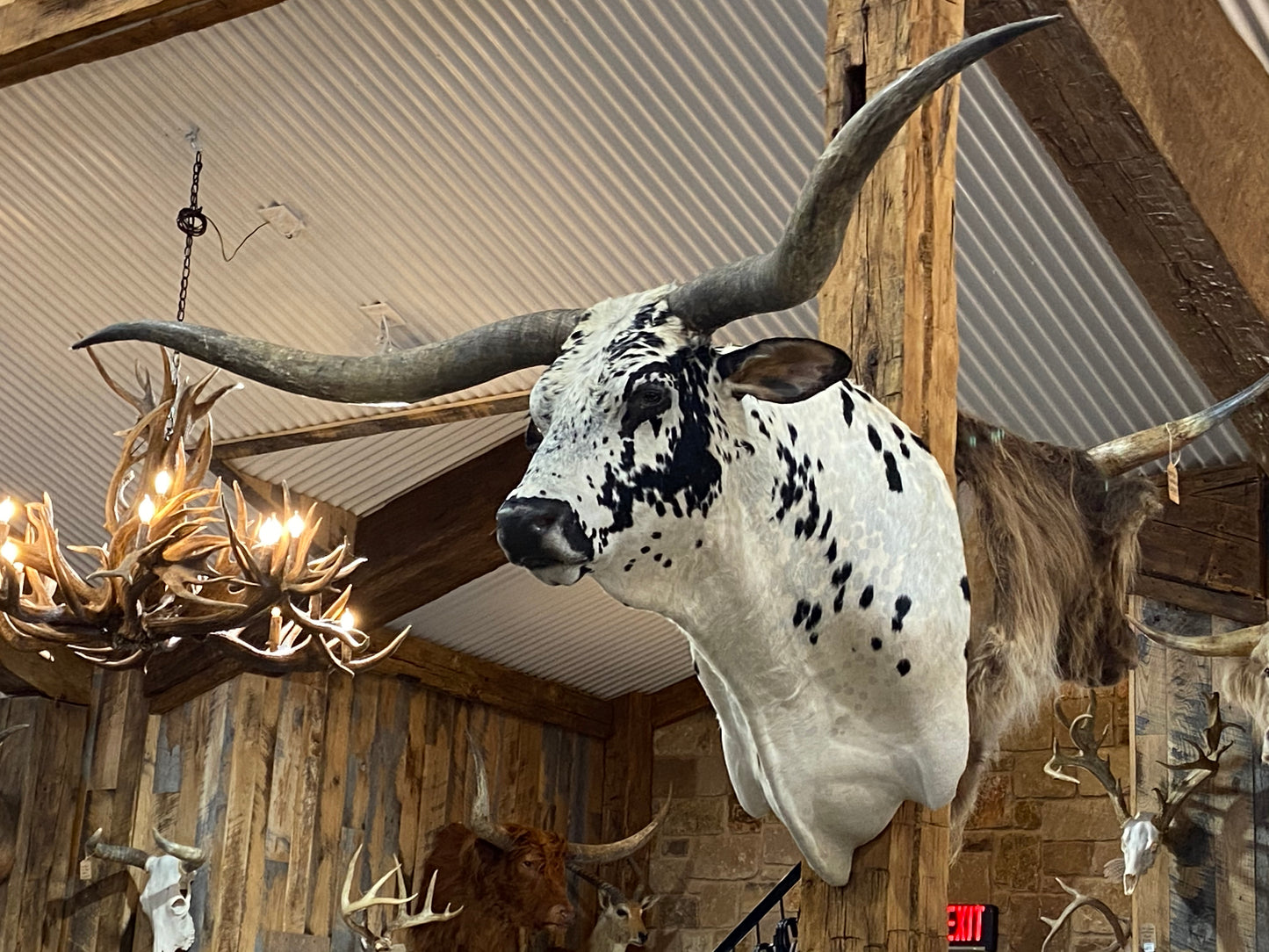*SOLD*White and black longhorn mount