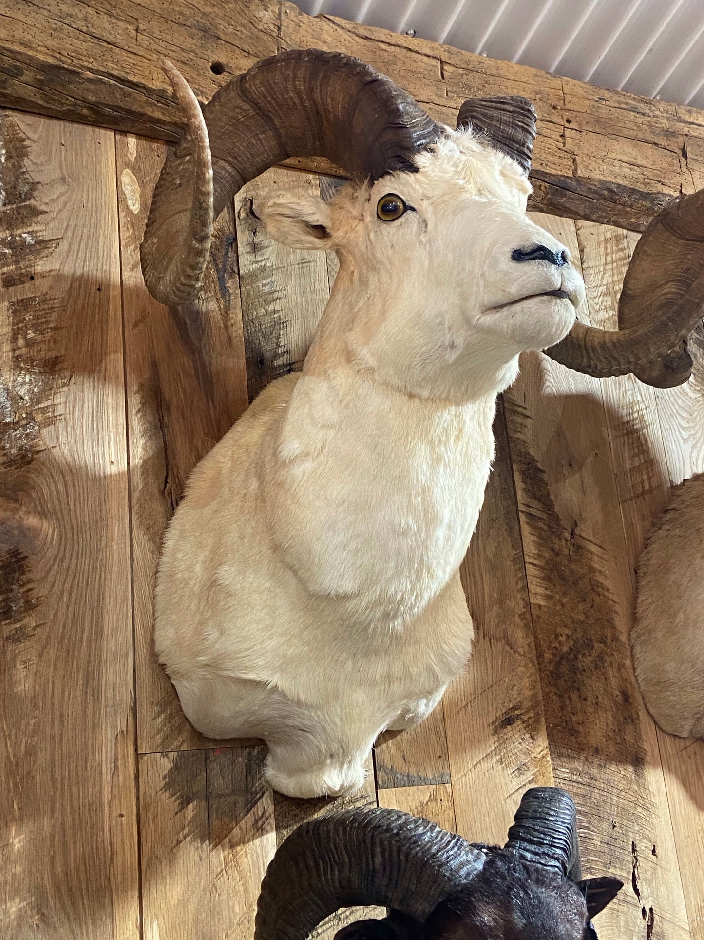 ALASKAN DALL SHEEP SHOULDER MOUNT