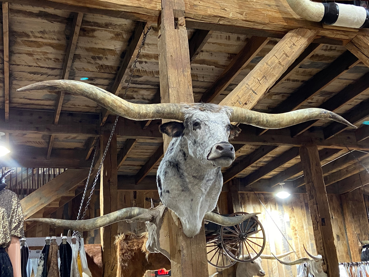 *SOLD* BLACK AND WHITE LONGHORN