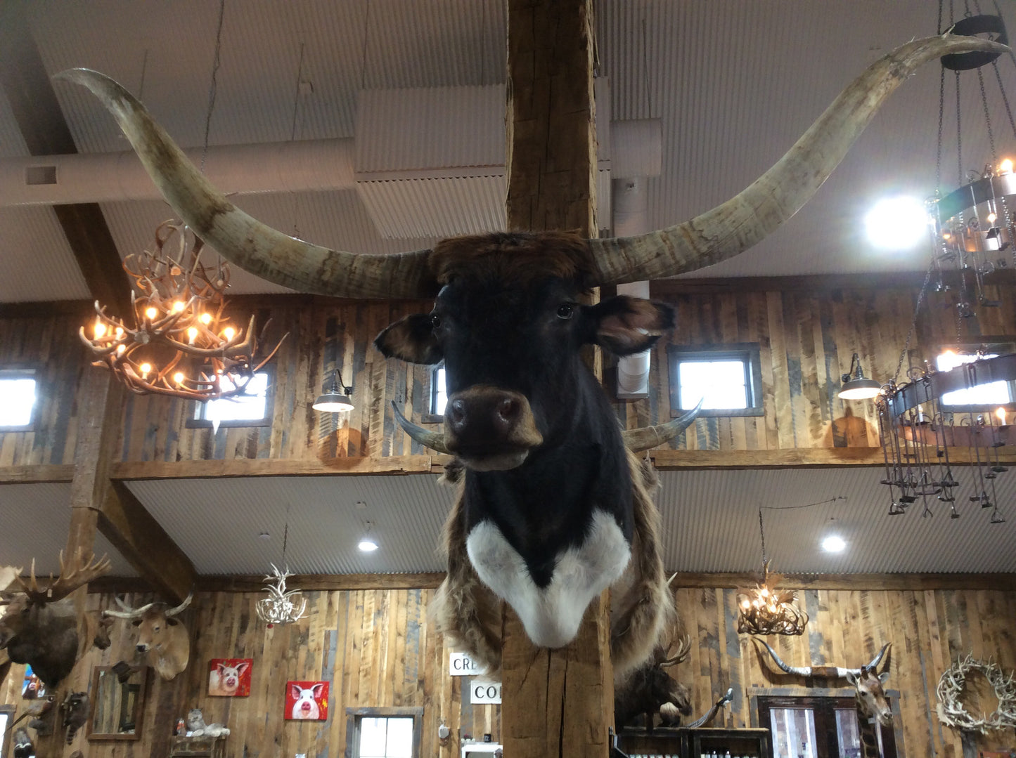 *SOLD* Longhorn Mount