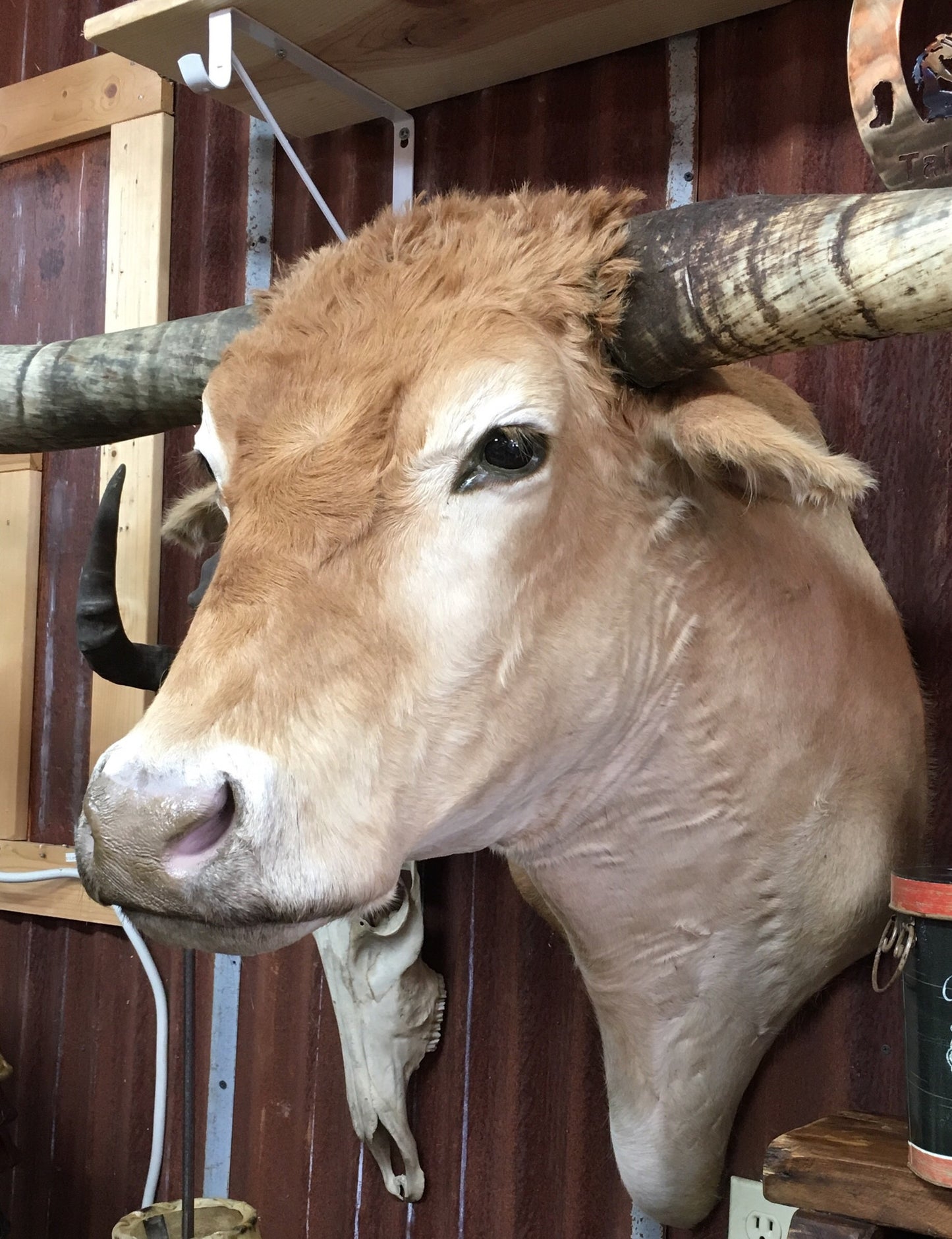 **SOLD*** Longhorn Mount NTAN19