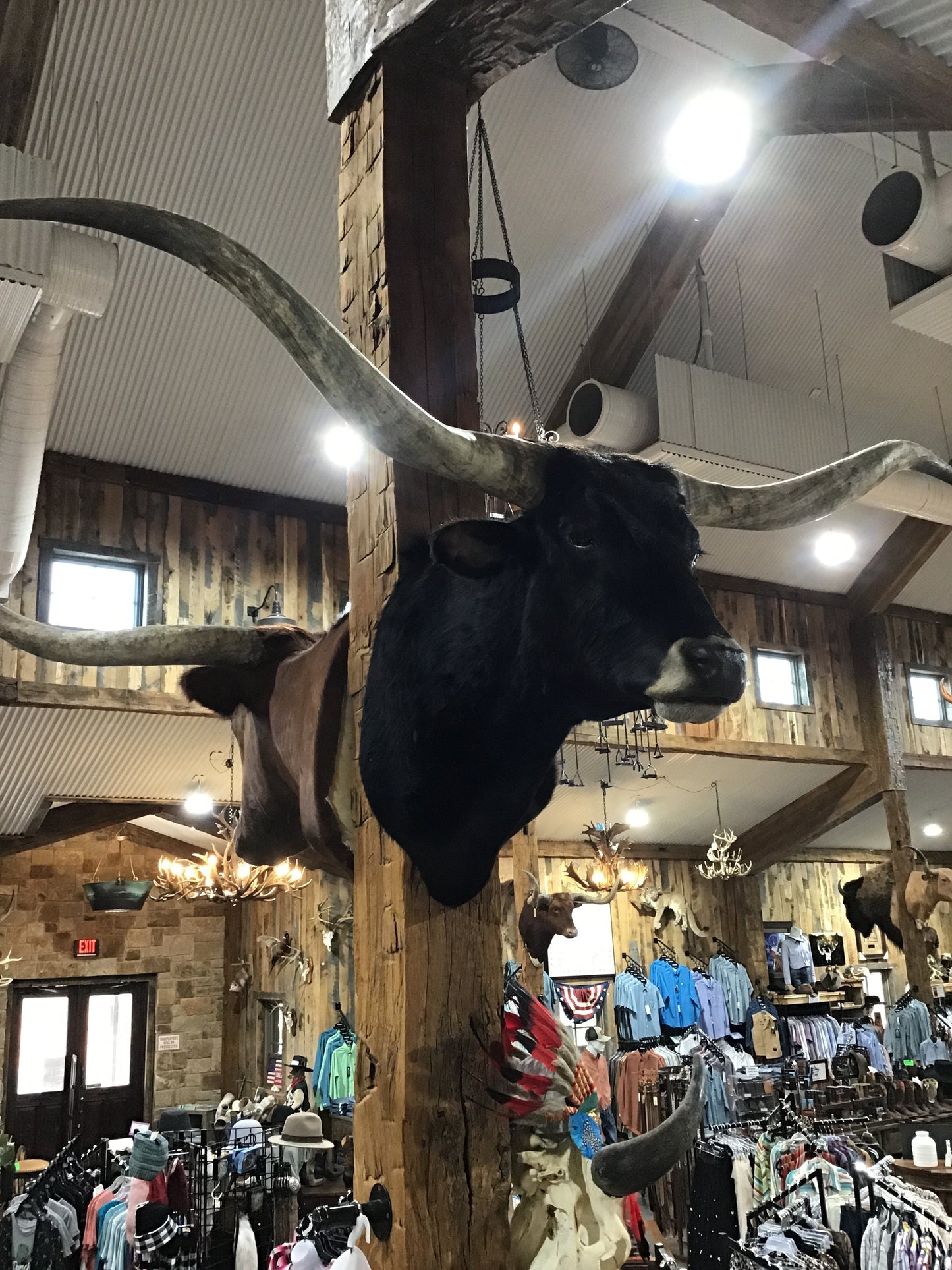 *SOLD* BLACK LONGHORN MOUNT