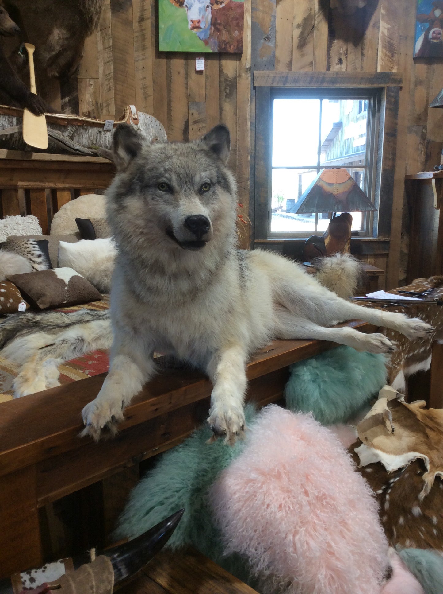 Wolf