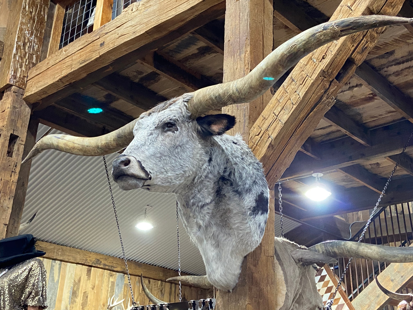 *SOLD* BLACK AND WHITE LONGHORN
