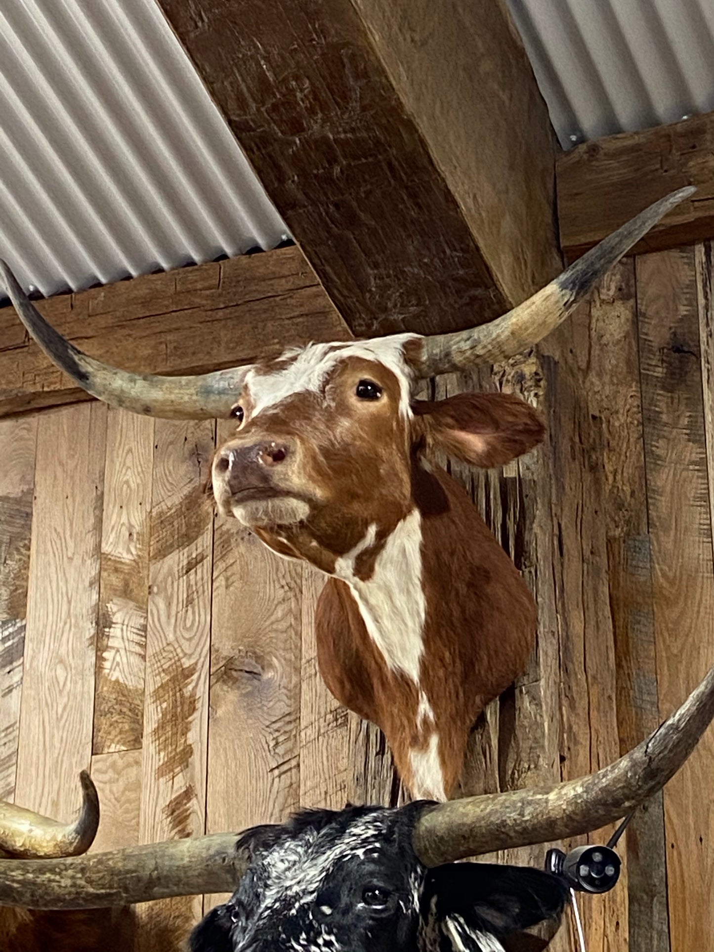 *SOLD*RED AND WHITE LONGHORN MOUNT * SOLD *