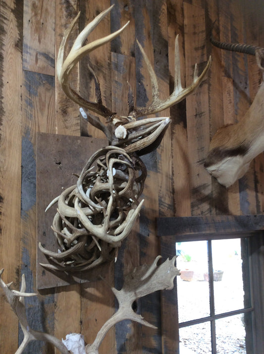 Antler Deer