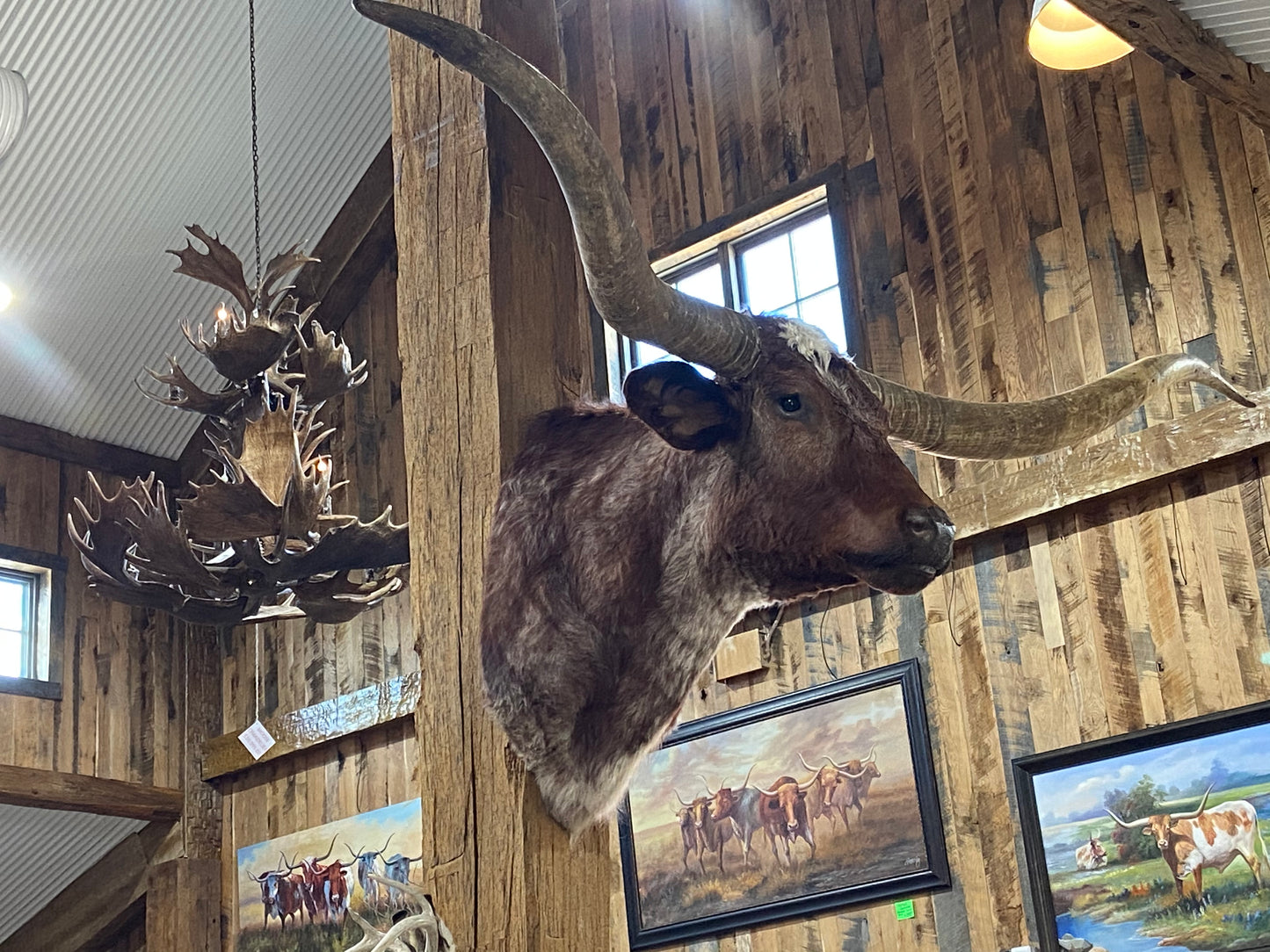 *SOLD*Deep red and white longhorn mount