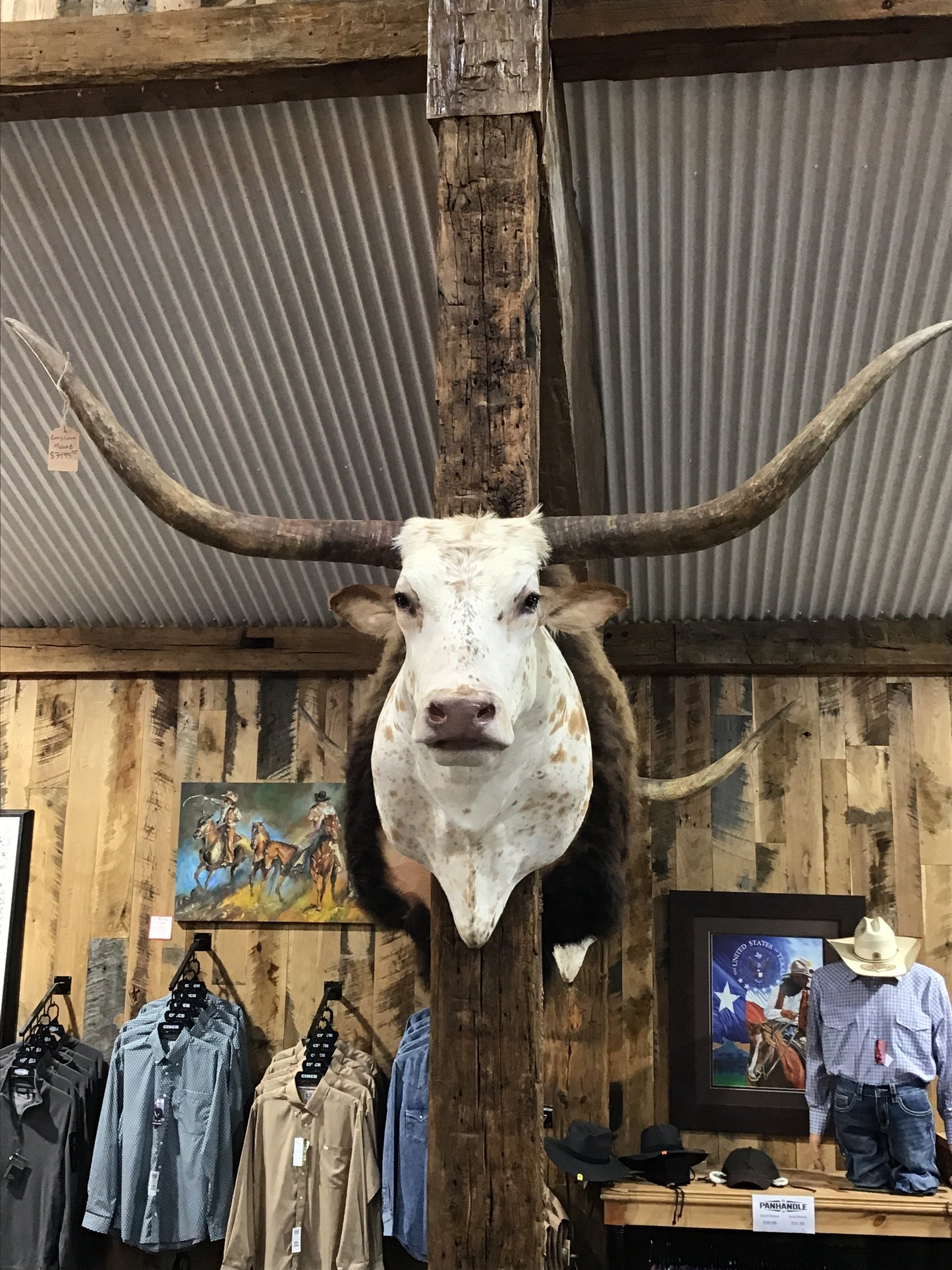 *SOLD* Longhorn white/orange