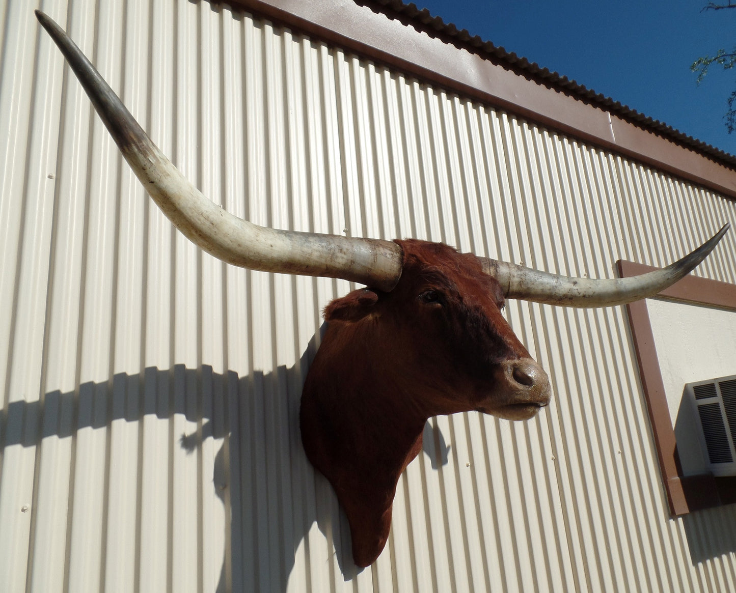 *SOLD* Longhorn Mount NRED13