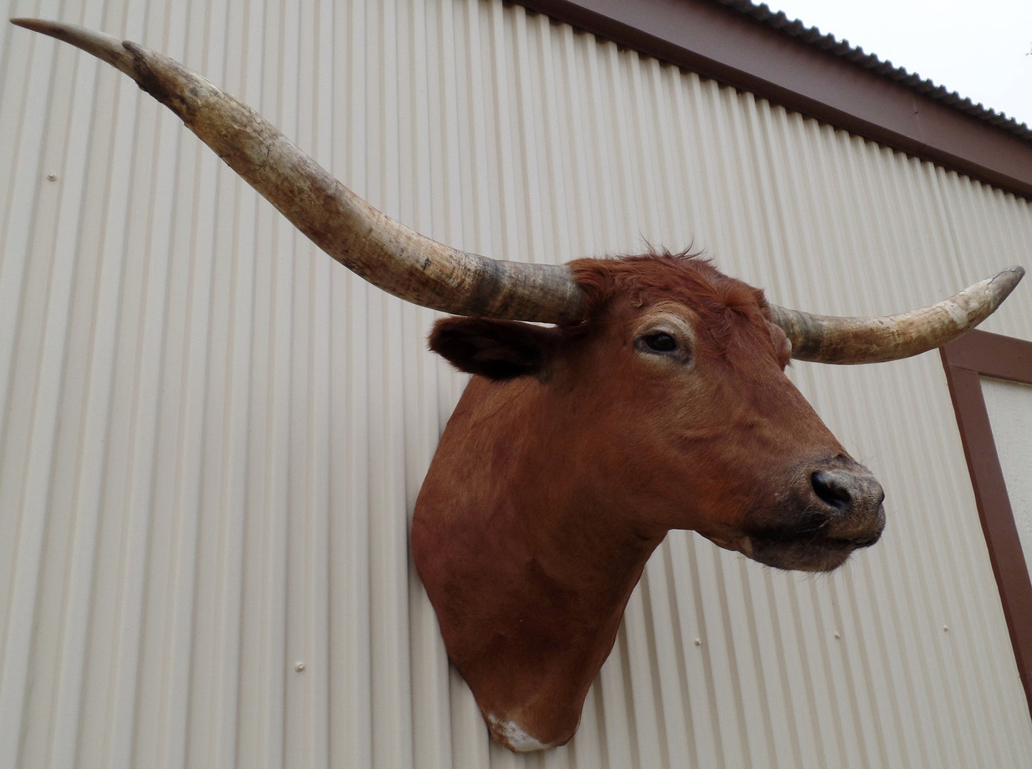 *SOLD* Longhorn Mount  CRBN35