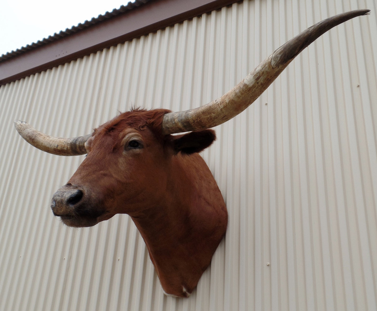 *SOLD* Longhorn Mount  CRBN35