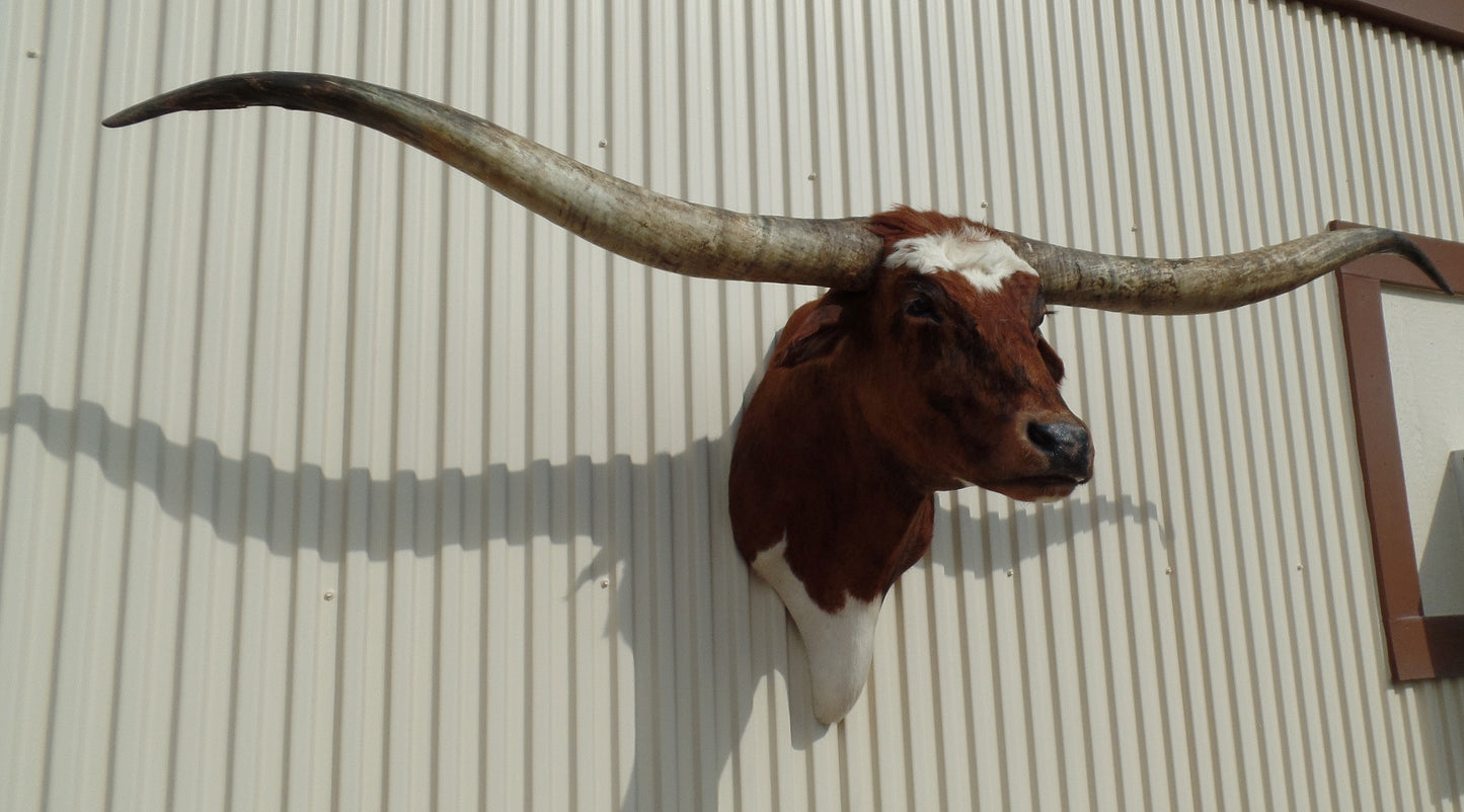 *SOLD* Longhorn Mount
