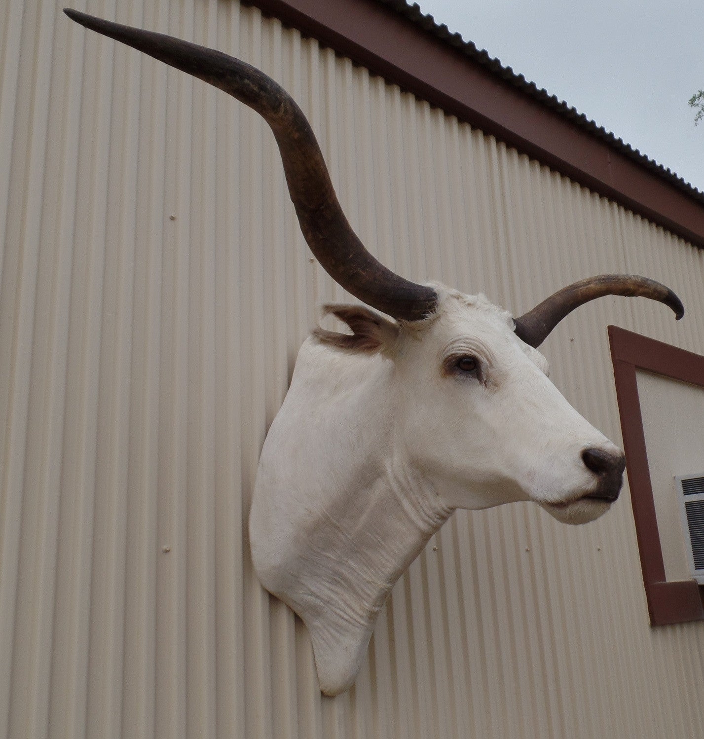 *SOLD* Longhorn Mount