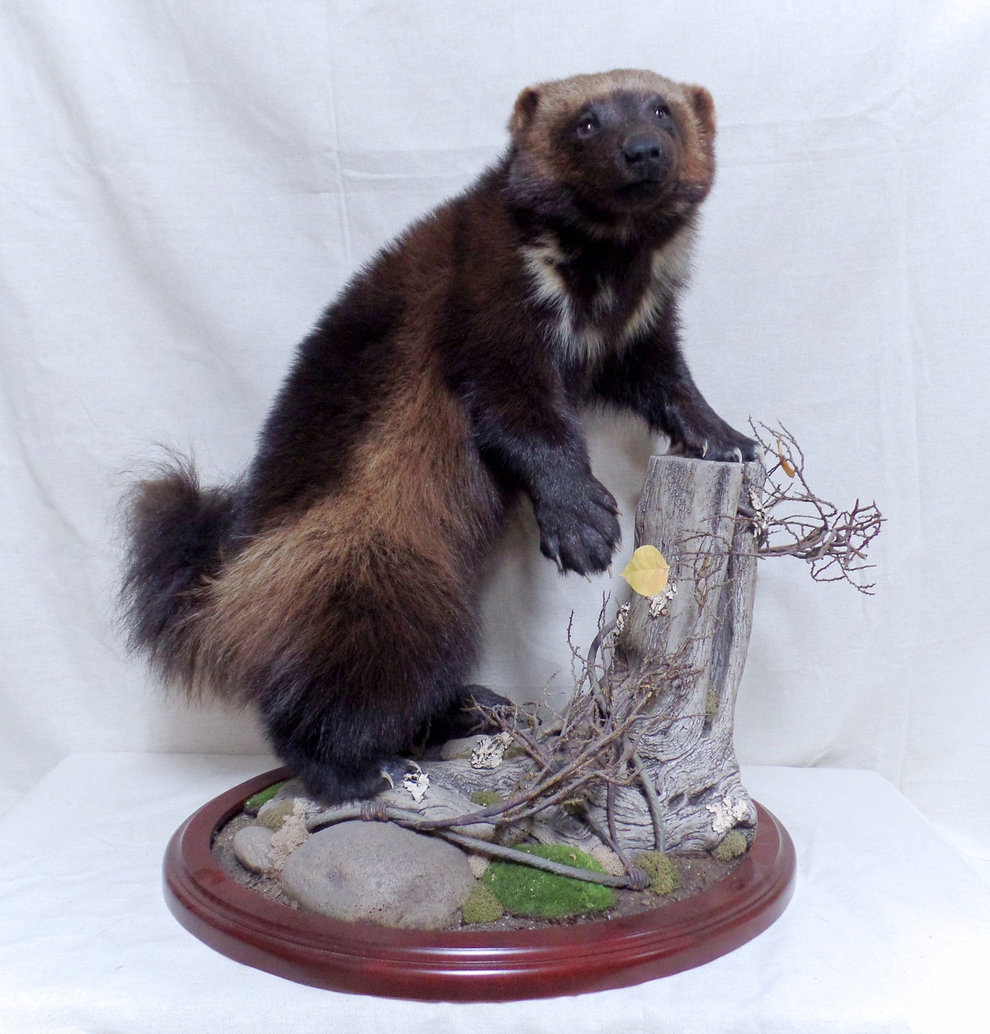 Standing Wolverine Mount