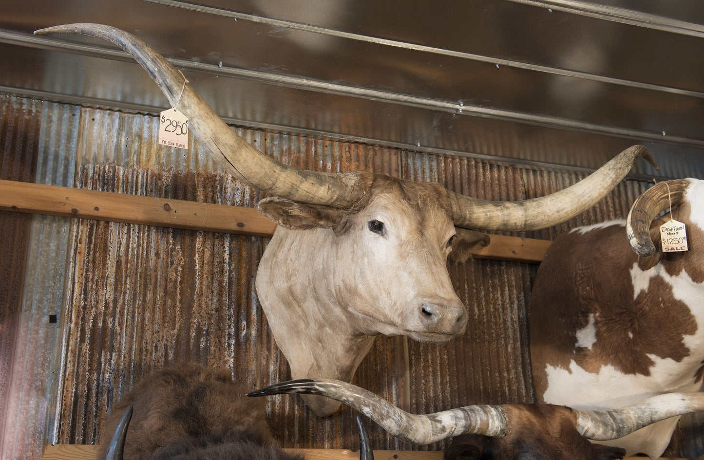 *SOLD* Longhorn Mount