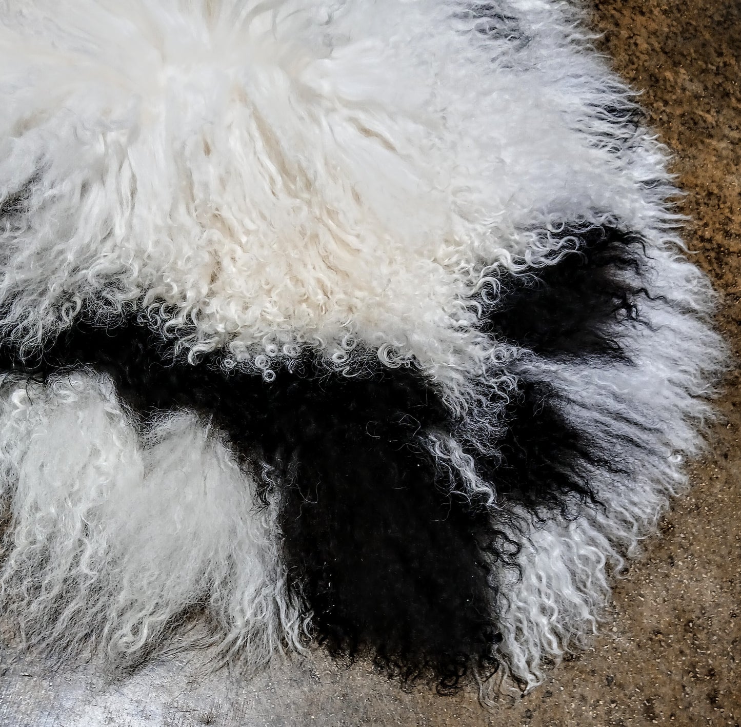 PREMIUM TIBETAN SHEEPSKIN PELT - WHITE/BLACK