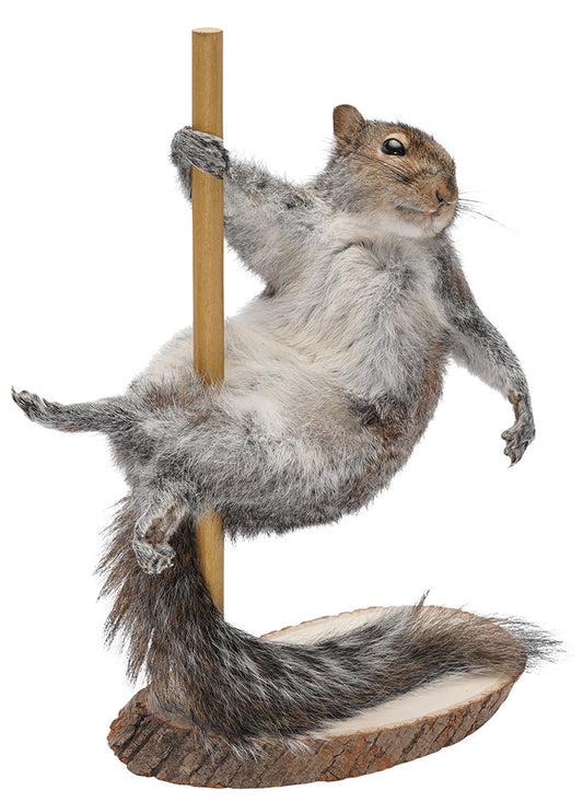 POLE DANCING SQUIRREL TAXIDERMY