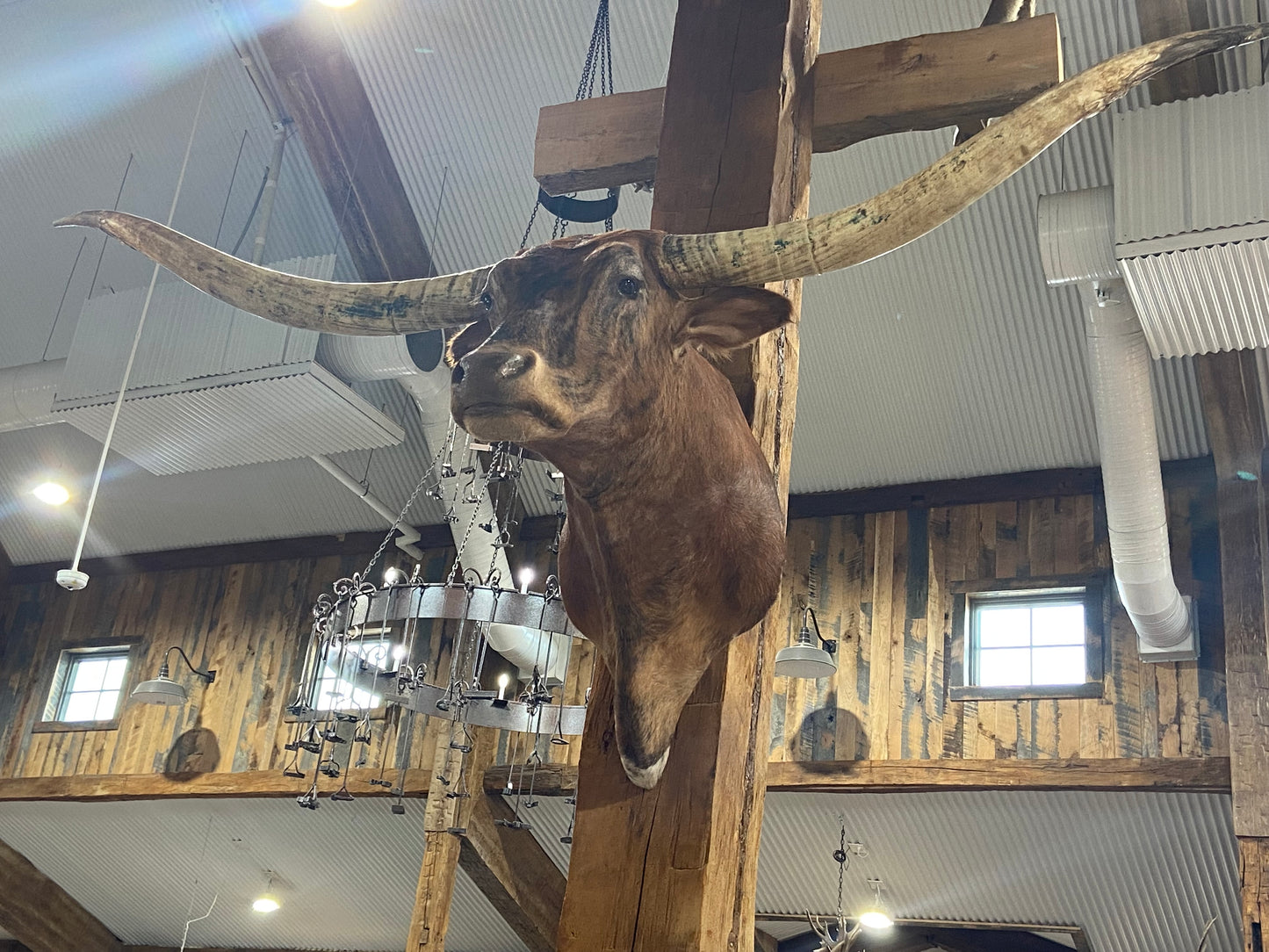 BRINDLE LONGHORN MOUNT *sold*