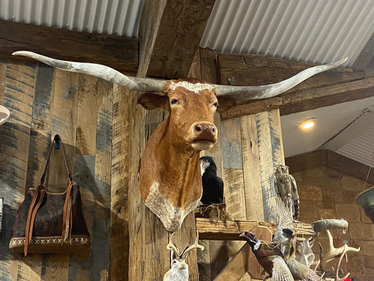 ORANGE WHITE LONGHORN MOUNT *SOLD*