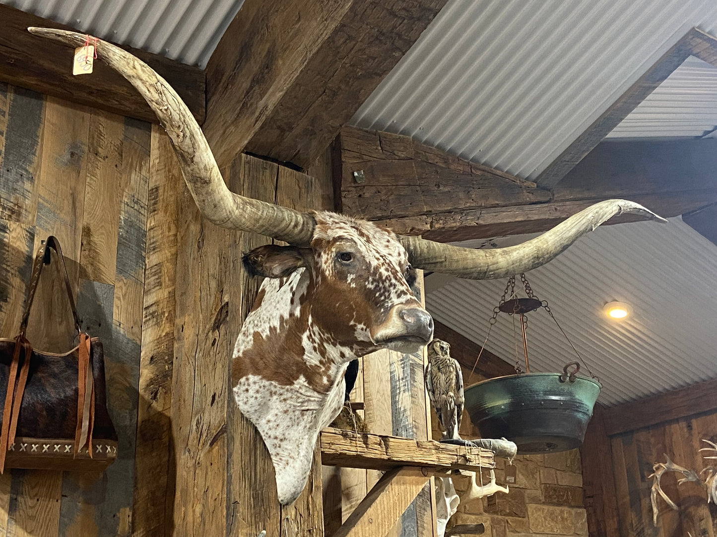 ORANGE SPECKLE LONGHORN MOUNT *sold*