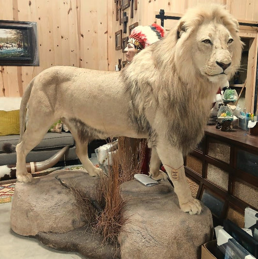 BEAUTIFUL FULL BODY AFRICAN LION ON HABITAT BASE