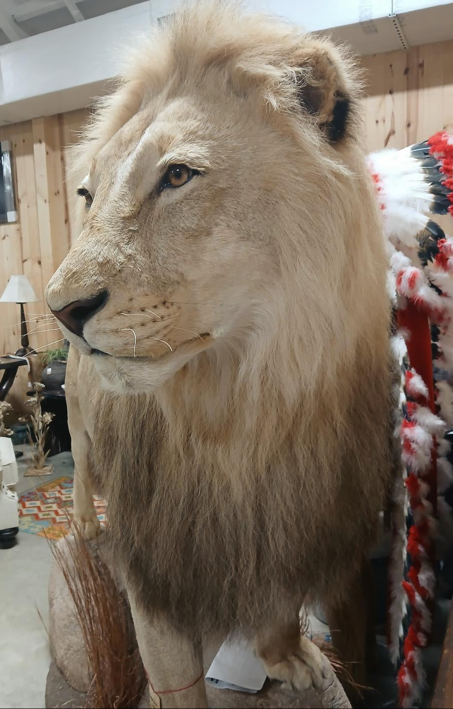 BEAUTIFUL FULL BODY AFRICAN LION ON HABITAT BASE