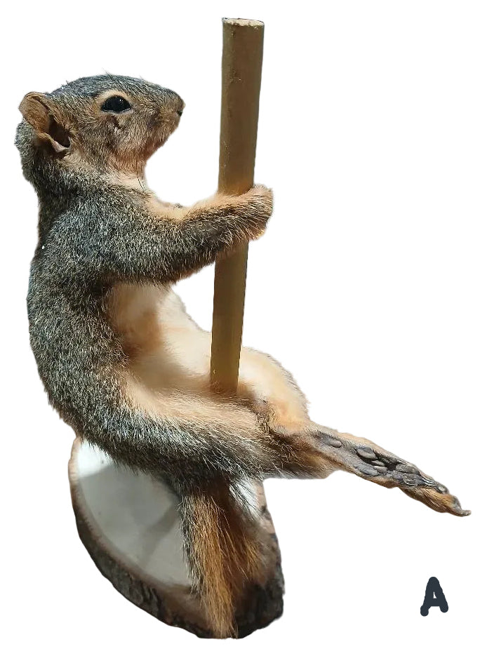 POLE DANCING SQUIRREL TAXIDERMY