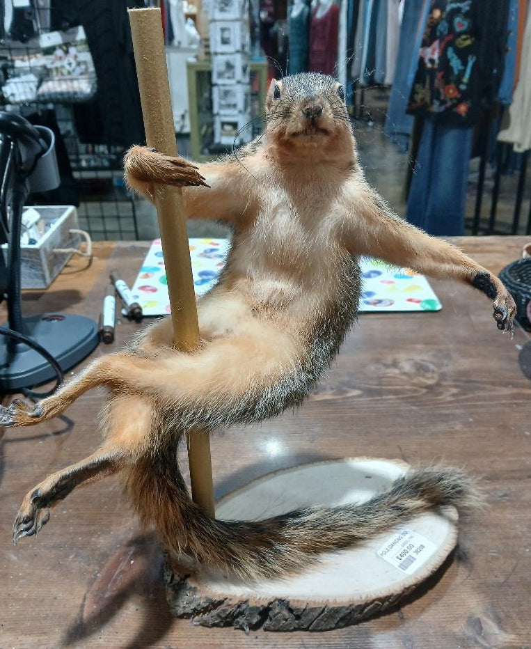 POLE DANCING SQUIRREL TAXIDERMY