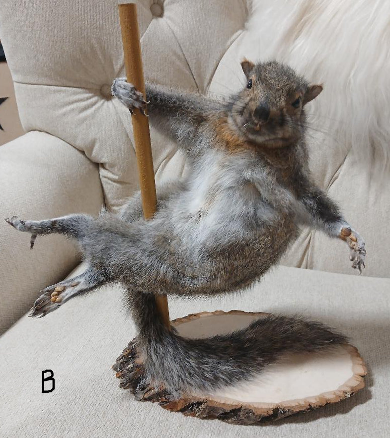 POLE DANCING SQUIRREL TAXIDERMY