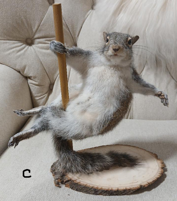 POLE DANCING SQUIRREL TAXIDERMY