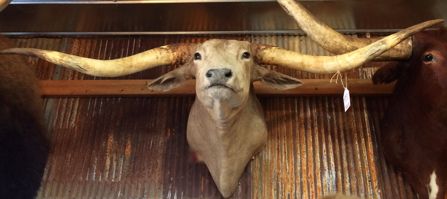 *SOLD* Longhorn Mount CCRM36