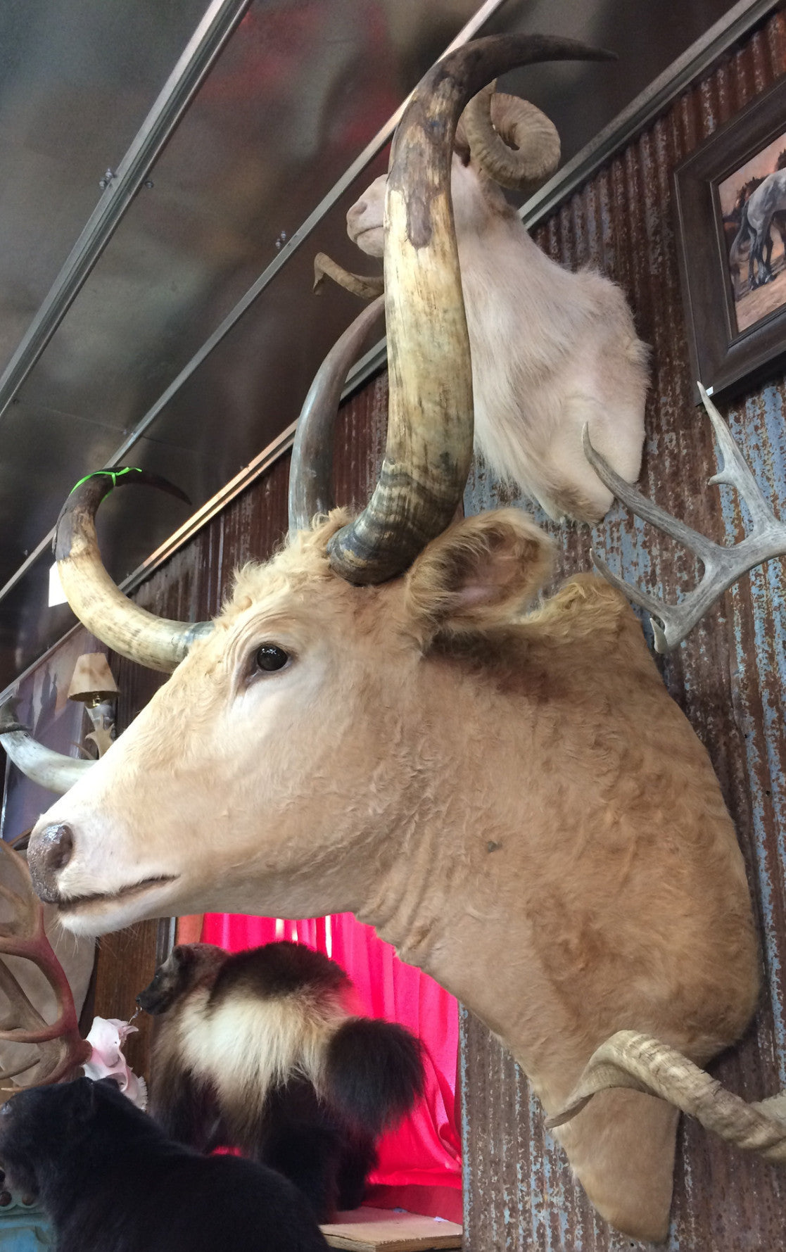 *SOLD* Longhorn Mount SBLD21
