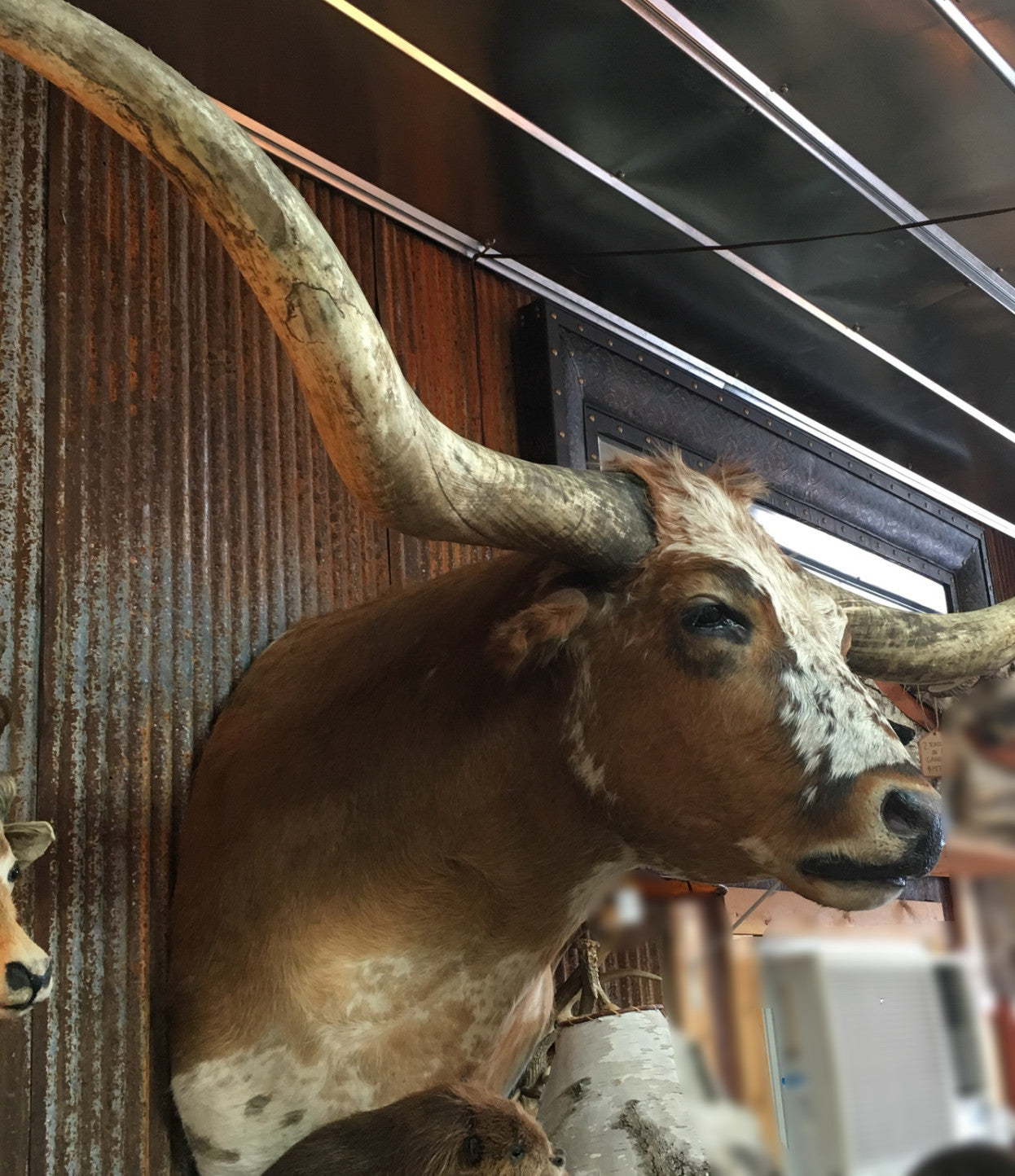 *SOLD* Longhorn Mount  NBRW46