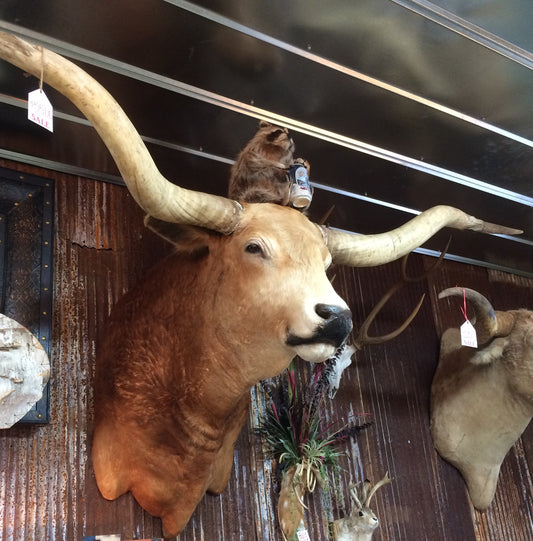 *SOLD* Longhorn Mount NBLND32