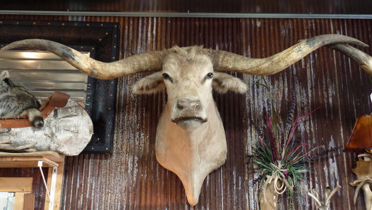 *SOLD* Longhorn Mount NCRM10