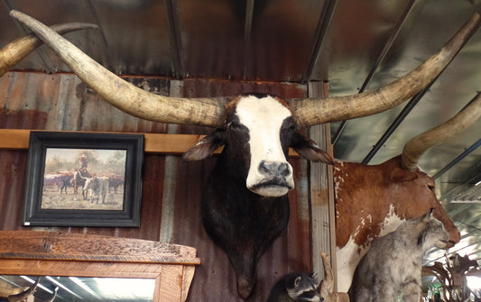 *SOLD* Longhorn Mount  NBWF27