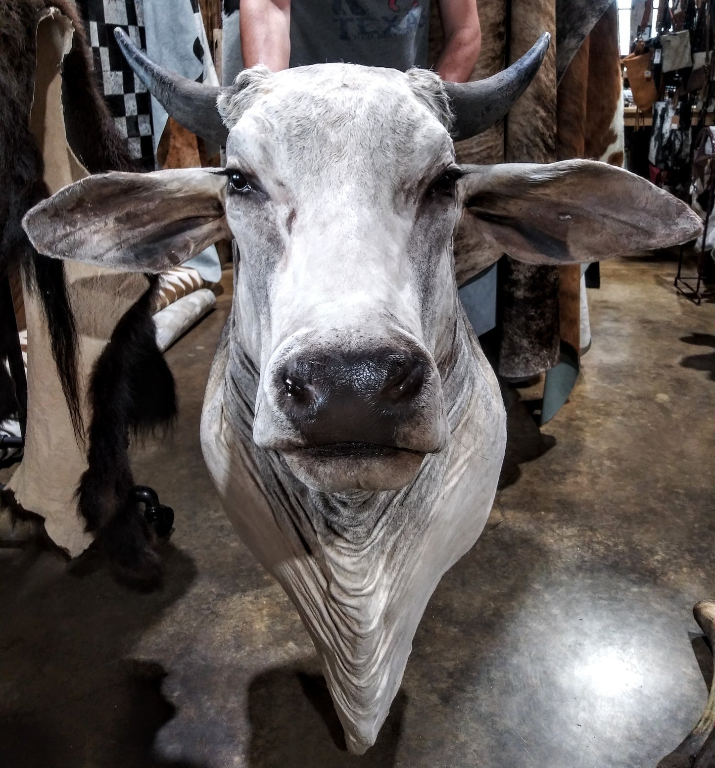 Grey Brahman Shoulder Mount