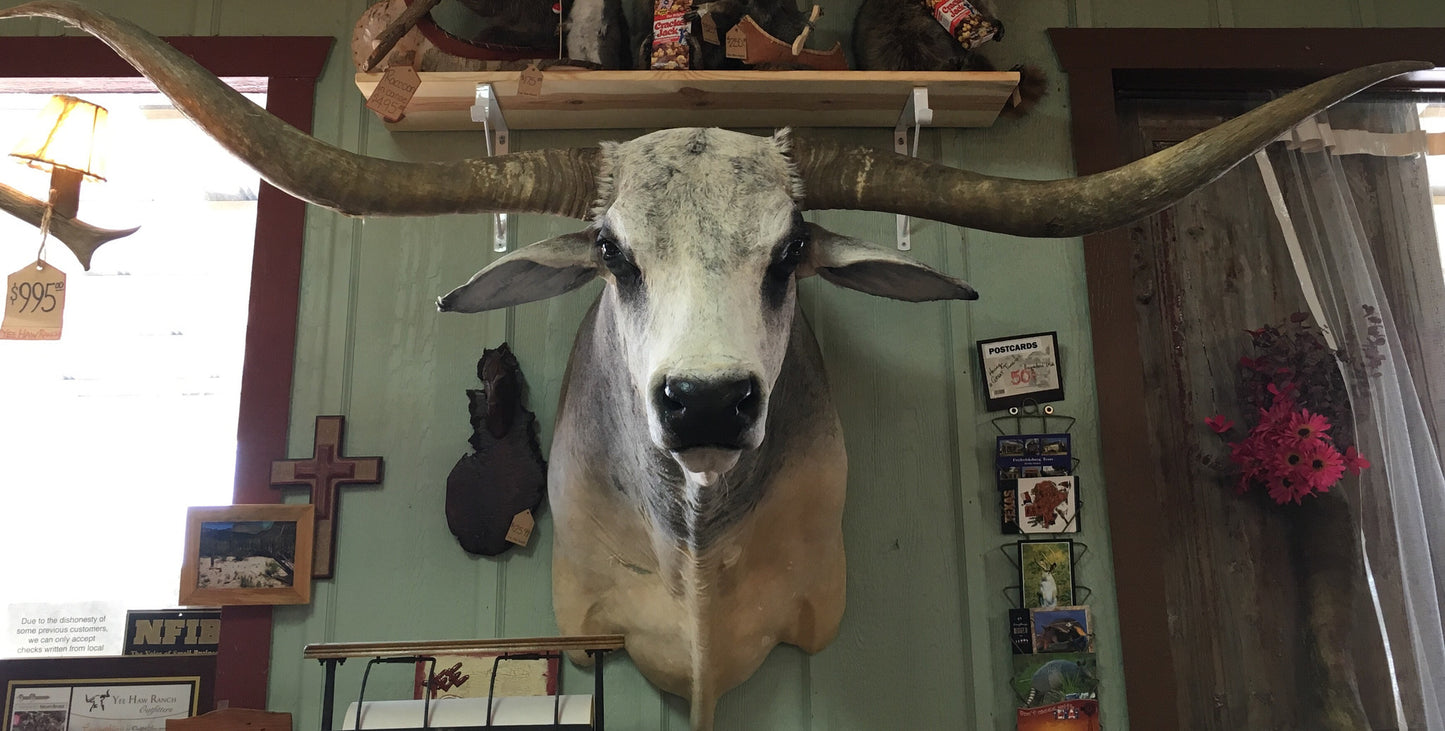 *SOLD* Longhorn Mount NBRAM