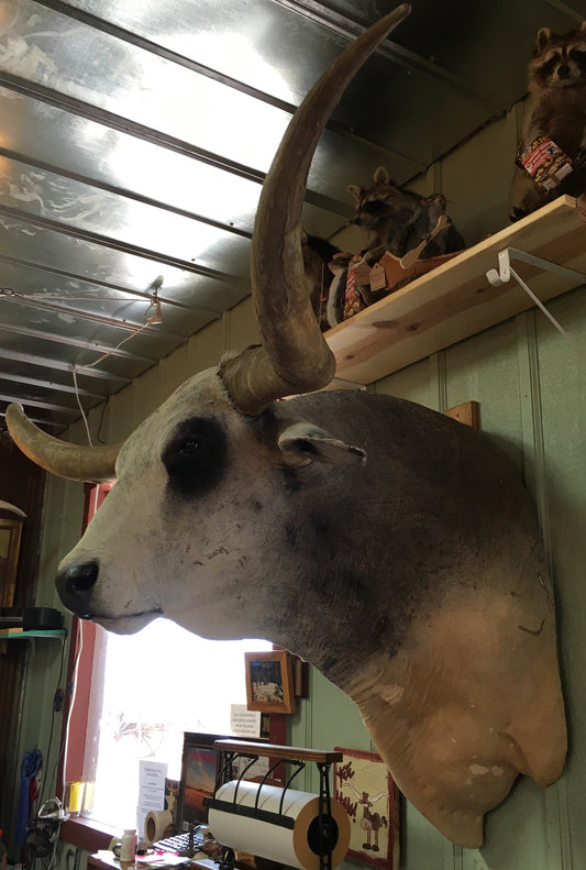 *SOLD* Longhorn Mount NBRAM