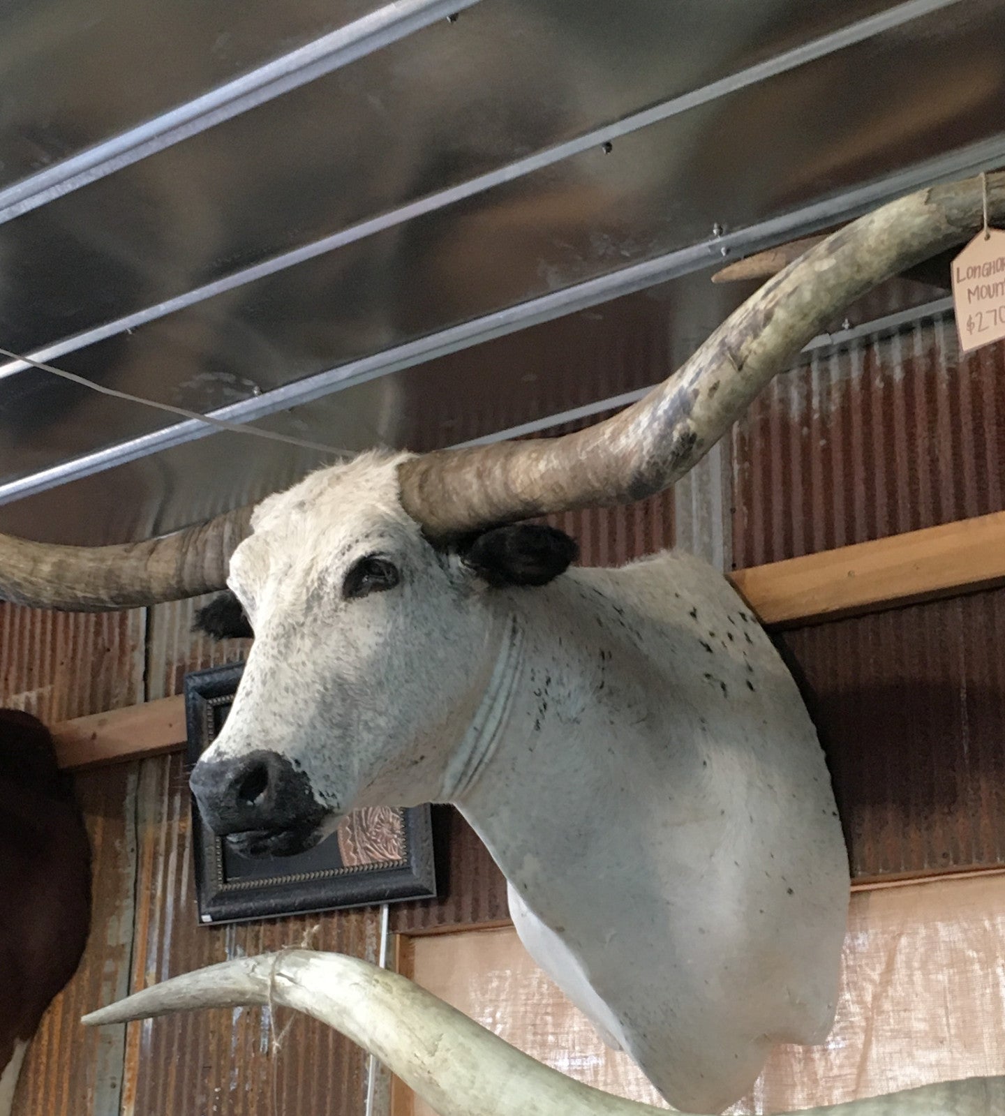 *SOLD* Longhorn Mount  NBLW45