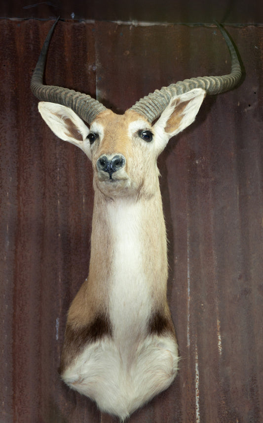 Lechwe Shoulder Mount