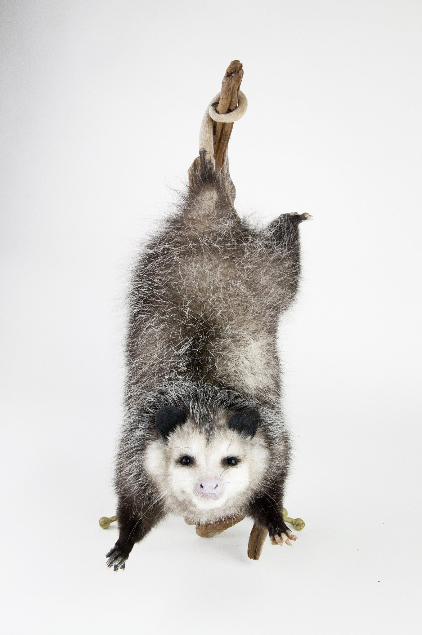 Tree Limb Hanging Opossum Mount