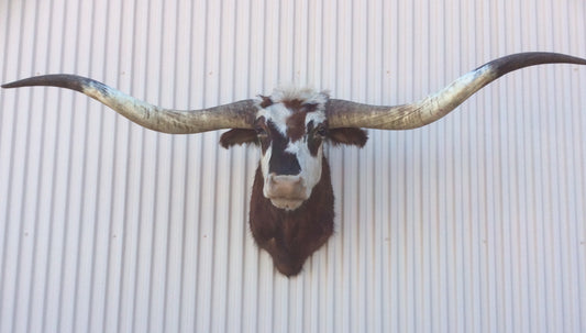 *SOLD* Longhorn Mount NTRIR47