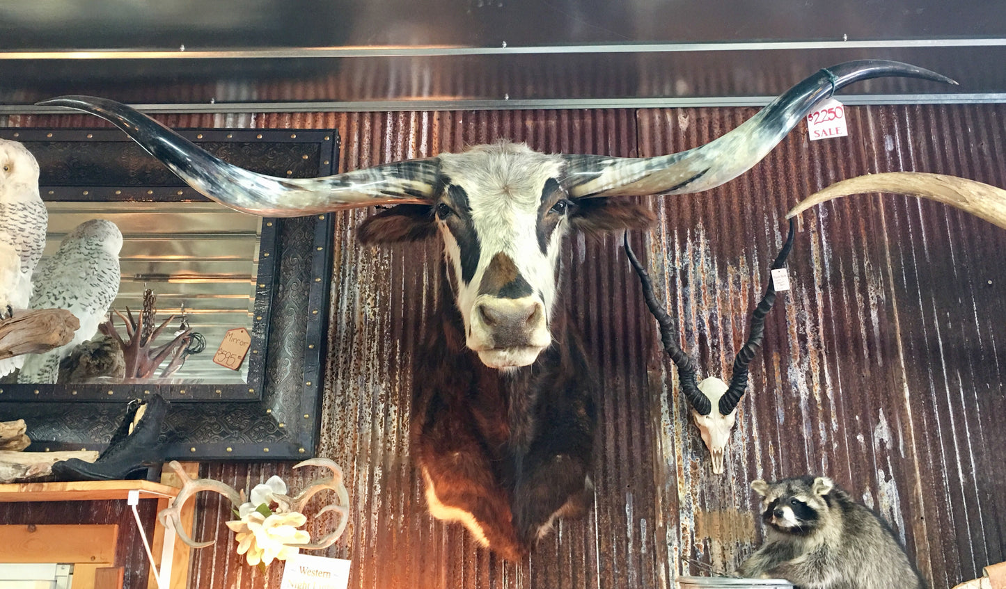 *SOLD* Longhorn Mount NTRIP48