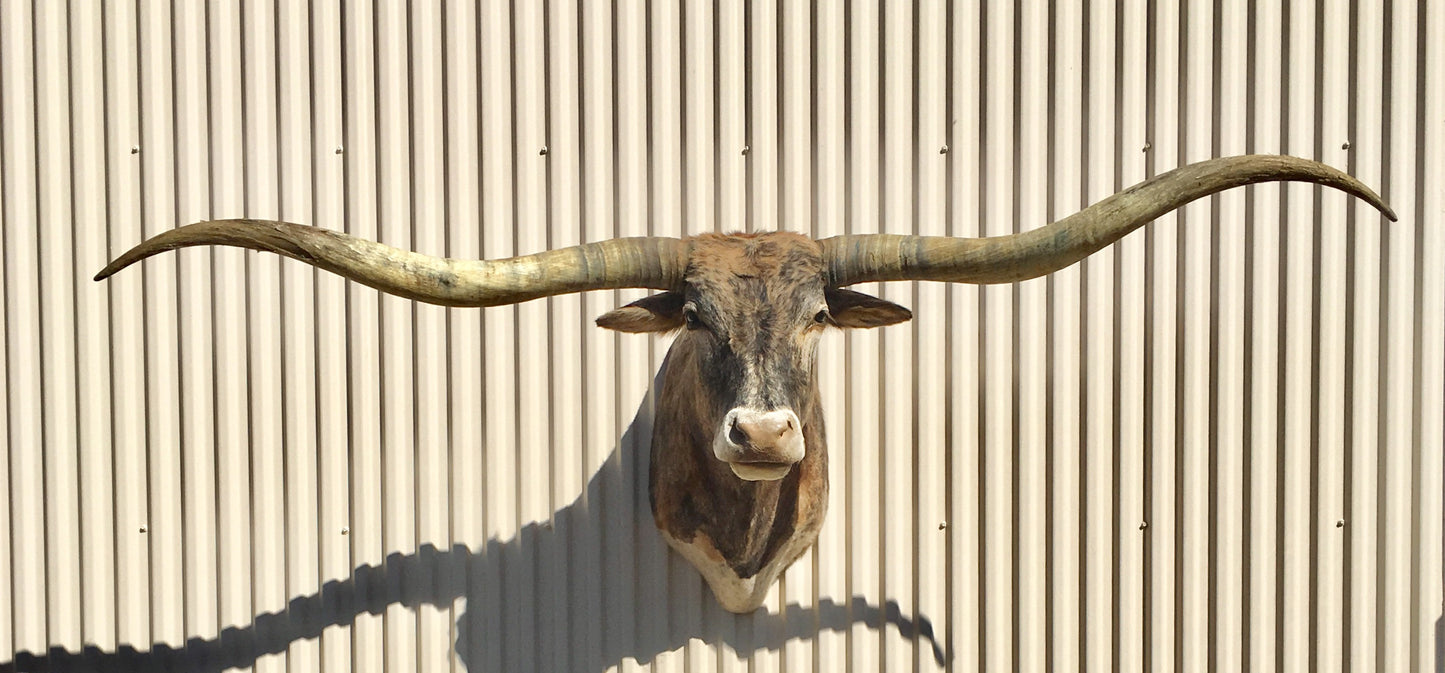 *SOLD* Longhorn Mount NBRI5