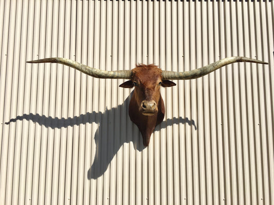*SOLD* Longhorn Mount NRED52